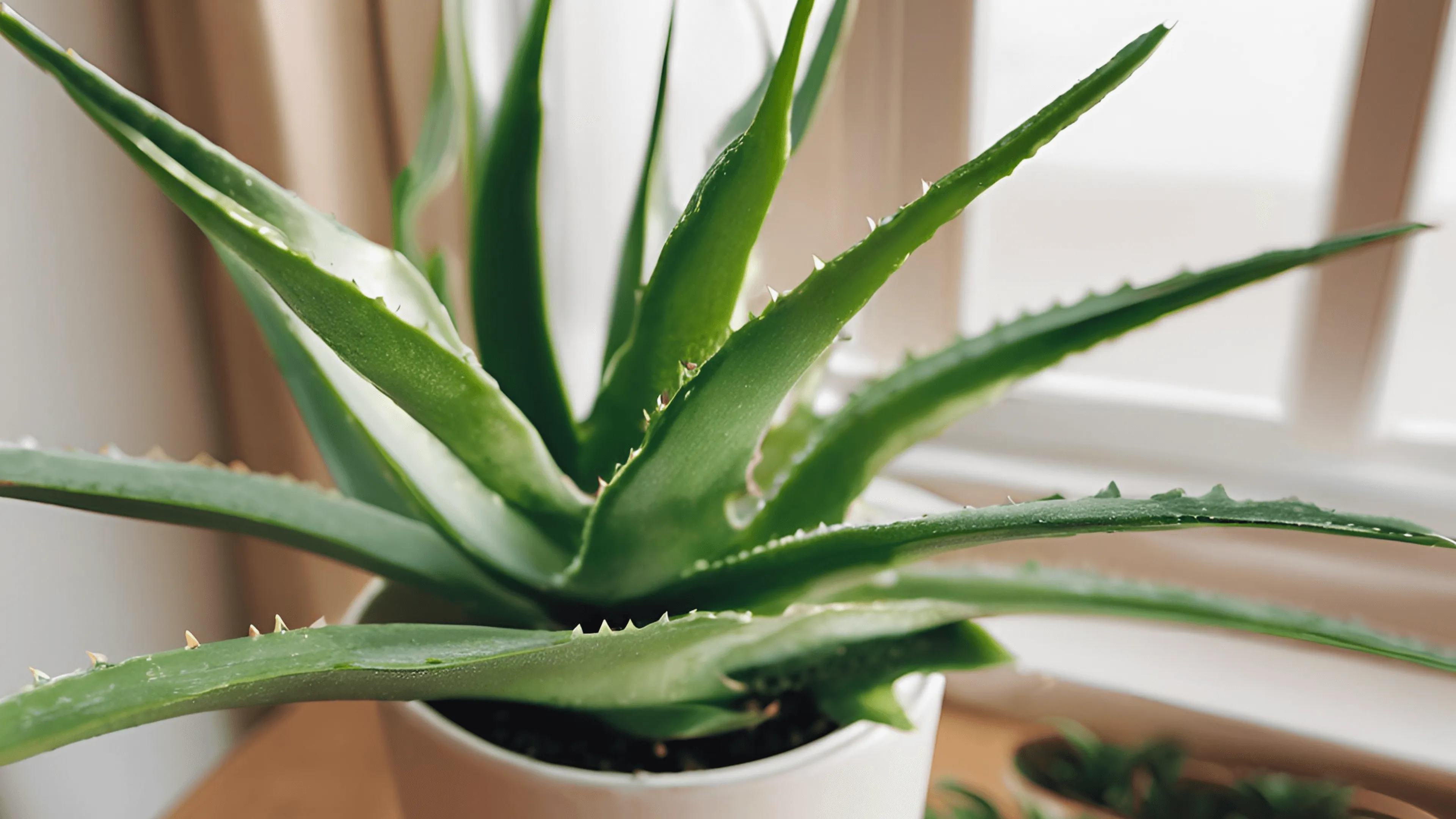 Aloe Vera