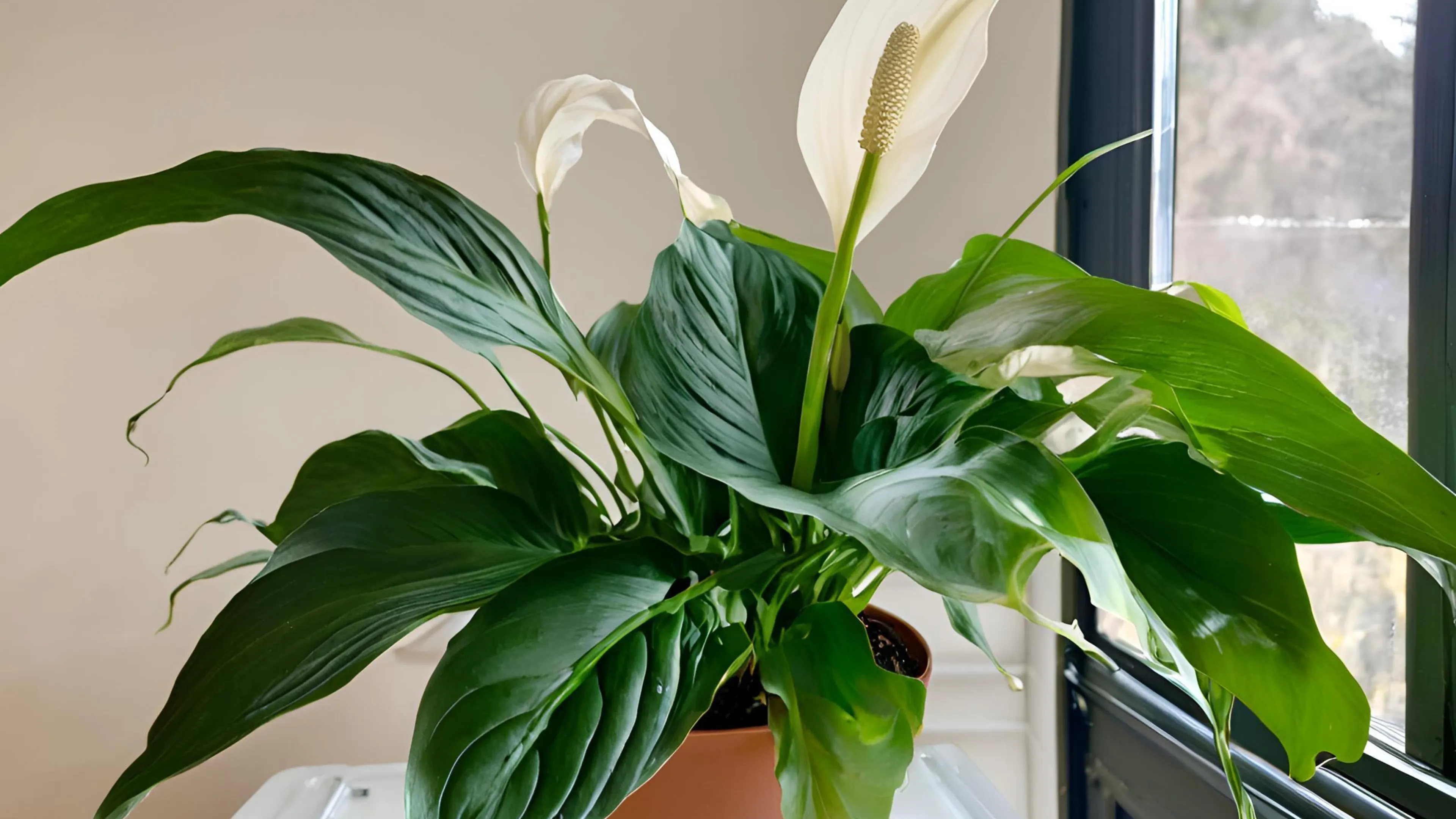 Spathiphyllum (Einblatt oder Friedenslilie)
