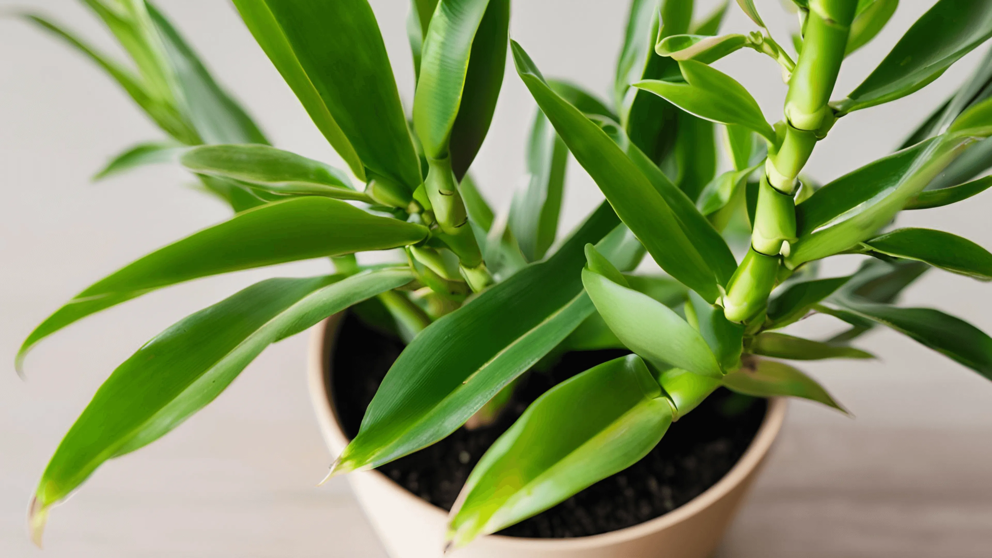 Zamioculcas zamiifolia (Glücksfeder oder ZZ Pflanze)